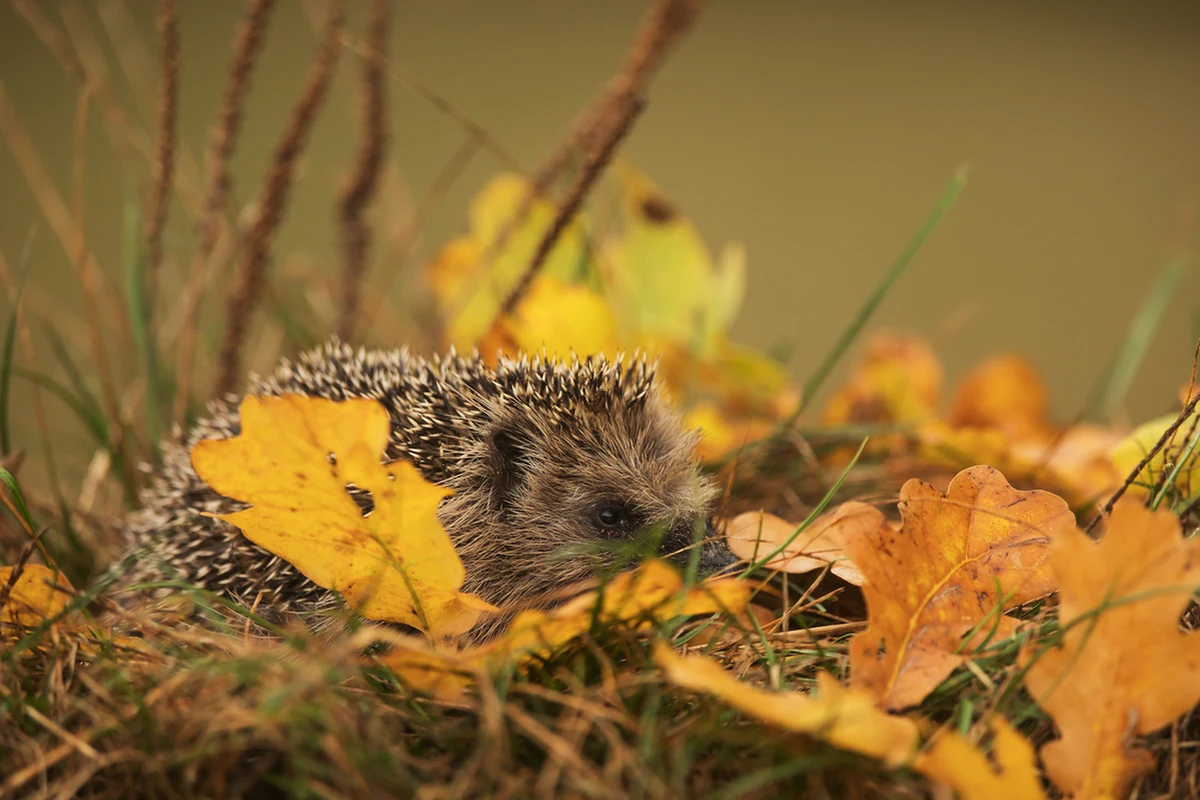 O sprawie znalezienia szczątków jeży podczas budowy linii tramwajowej do Mistrzejowic informowali aktywiści miejscy. Wstępne oceny śledczych badających sprawę, wskazują jednak, że zwierzęta nie straciły życia w czasie prac konstrukcyjnych. Możemy mieć do czynienia z prowokacją.