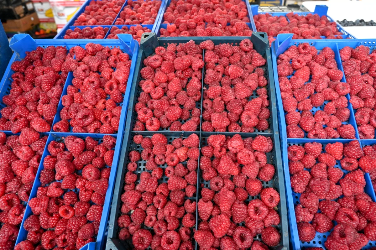 Powiadomiłem CBA o podejrzeniu zmowy cen na rynku malin - poinformował w sobotę minister rolnictwa i rozwoju wsi Robert Telus. Dodał, że w trakcie kontroli firm skupujących i przetwarzających maliny jest m.in. Urząd Ochrony Konkurencji i Konsumentów.