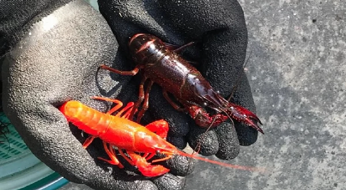 Ceniony w akwarystyce, niebezpieczny dla środowiska. Odławianie raków luizjańskich z terenów poznańskiej Dębiny będzie trwało aż do października. W czasie 10 dwudniowych sesji wybrana w przetargu firma ma wyeliminować ze środowiska obce osobniki.