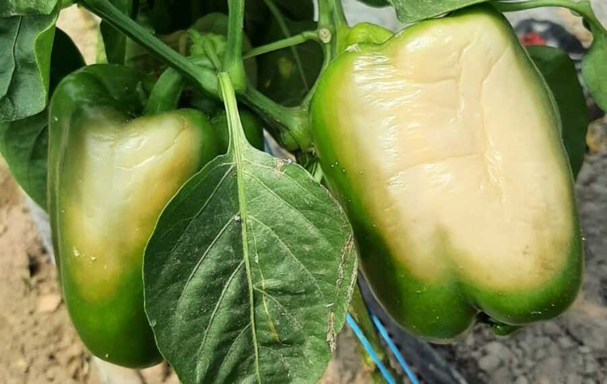 Plantatorzy warzyw i owoców liczą straty po upalnym, najgorętszym jak dotąd w tym roku weekendzie. Wysoka temperatura uszkodziła część upraw. Wczoraj najgoręcej było w mazowieckiej Ostrołęce, gdzie termometry pokazały 35,3 st. Celsjusza. Reporter RMF FM pojechał na południe Mazowsza, do warzywno-owocowego zagłębia w gminie Potworów.