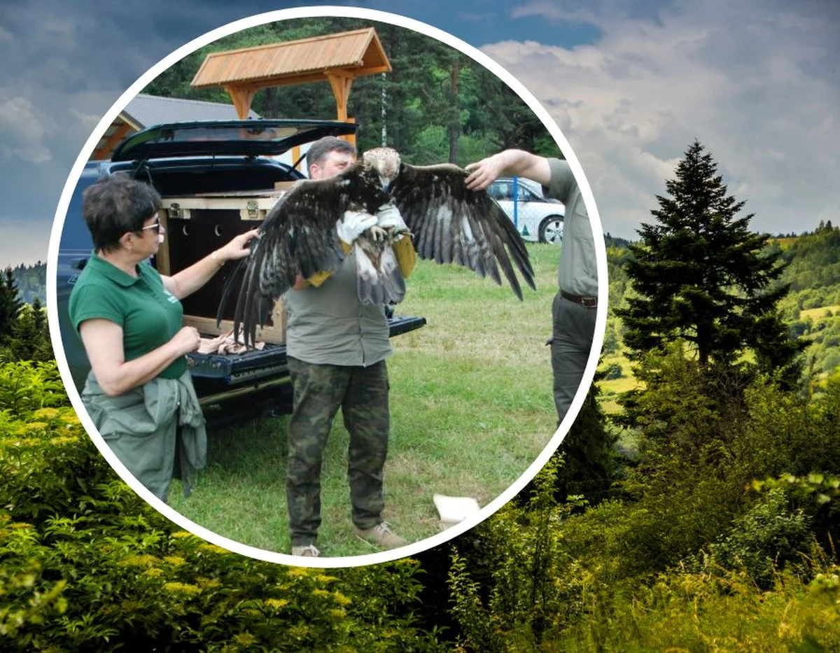 Orzeł przedni został potrącony przez samochód w centrum Limanowej w marcu tego roku. Rehabilitacja potężnego ptaka trwała kilka miesięcy. Teraz orzeł wrócił w przestworza.