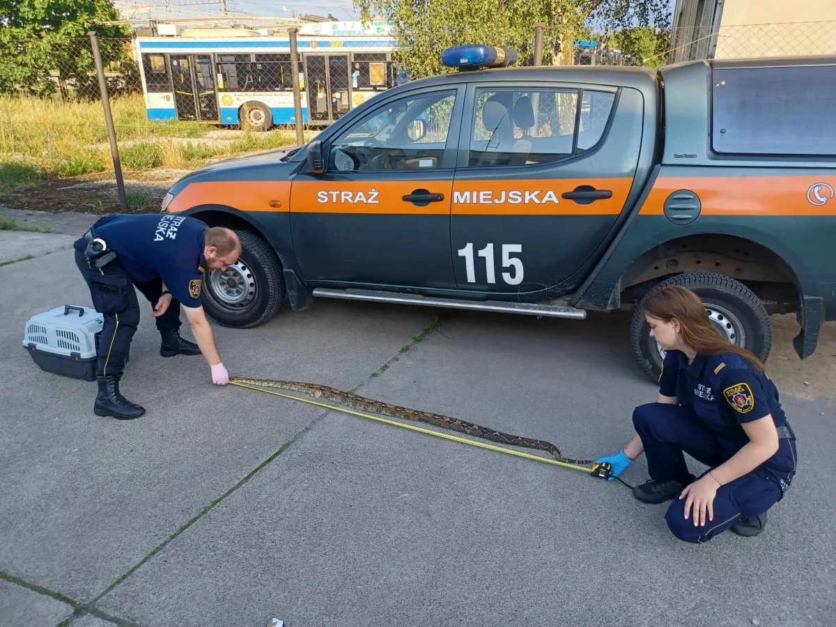 Martwego, dwumetrowego węża znaleziono w gdyńskim lesie. Gad częściowo wystawał z niewielkiego pudełka. Policja szuka teraz właściciela. 