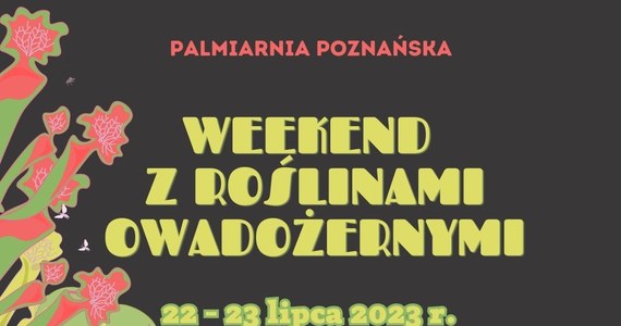 Najbliższy weekend w poznańskiej Palmiarni będzie prawdziwą gratką dla miłośników mocnych wrażeń. 22 i 23 lipca w pawilonie z roślinnością śródziemnomorską odbędzie się wystawa roślin owadożernych.