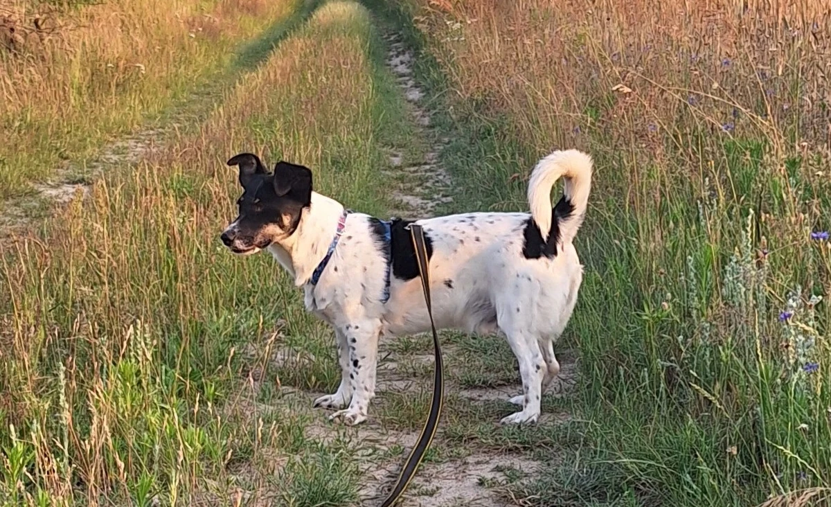 Warszawska Szybka Kolej Miejska otworzy niedostępną na co dzień dla zwiedzających bocznicę kolejową. Obiekt nie będzie jednak dostępny dla każdego. Najpierw należy wykazać się empatią i pomóc czworonożnemu przyjacielowi w potrzebie.