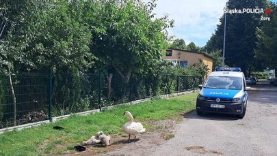 ​Łabędzia rodzina wyszła na spacer. Interweniowali policjanci i strażacy