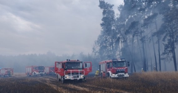 Ogromny pożar wybuchł w miejscowości Księże Młyny (woj. łódzkie). Ogień błyskawicznie objął trawy, zboża i las. Na miejsce skierowano samochody gaśnicze, dodatkową cysternę i samolot.