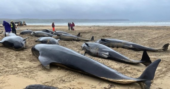 Ponad 50 wielorybów zginęło po tym, jak zostały wyrzucone na brzeg w Szkocji. Część zwierząt - ze względu na zły stan - musiała zostać poddana eutanazji. 