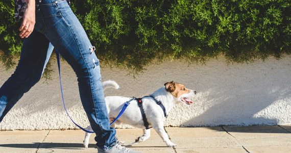 Właściciele psów w mieście Beziers na południu Francji, zgodnie z dekretem mera Roberta Menarda, od niedzieli muszą przekazywać próbki śliny swoich pupilów w celu umożliwienia identyfikacji zwierząt, a następnie osób, które po nich nie sprzątają - poinformował portal Radio France Internationale.