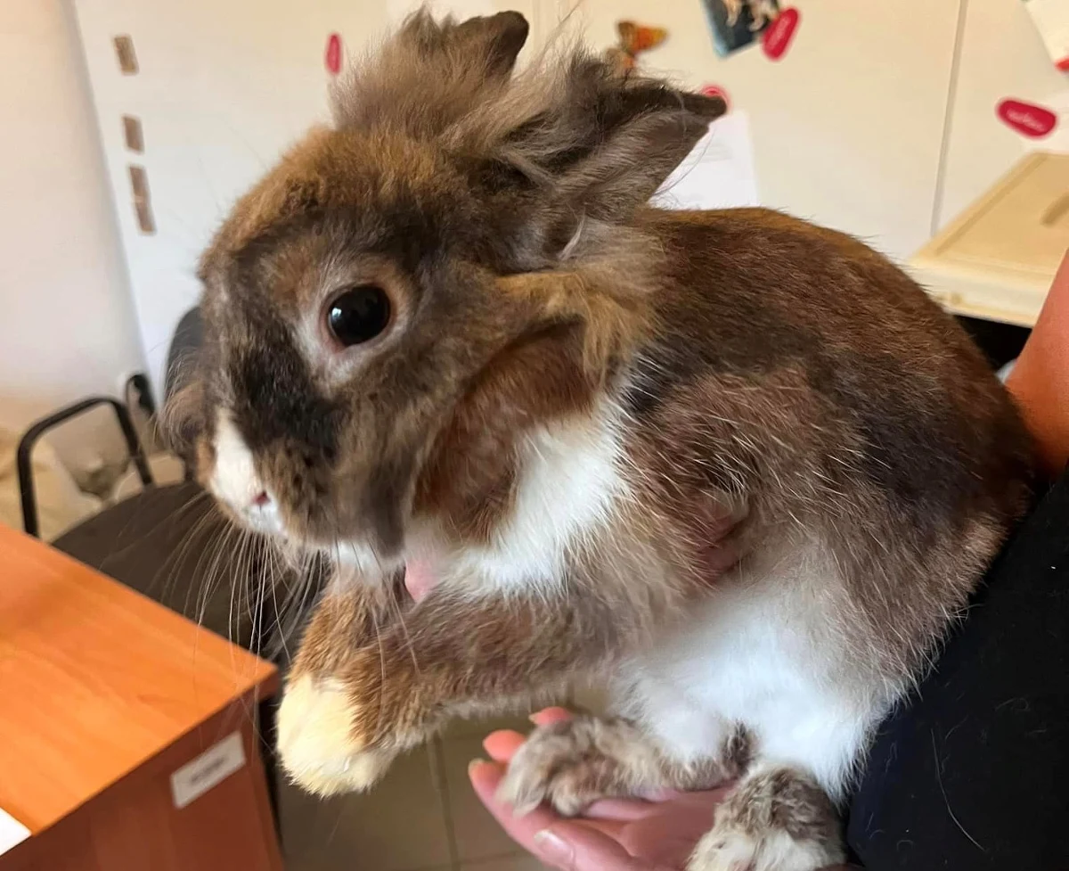 Krakowskie Towarzystwo Opieki nad Zwierzętami ma pod opieką już 10 królików. Ostatni z uszaków trafił do TOZ-u przez działające w Krakowie Okno Życia dla zwierząt. Oleander szuka nowego domu, a towarzystwo prosi o pomoc w utrzymaniu zwierząt.