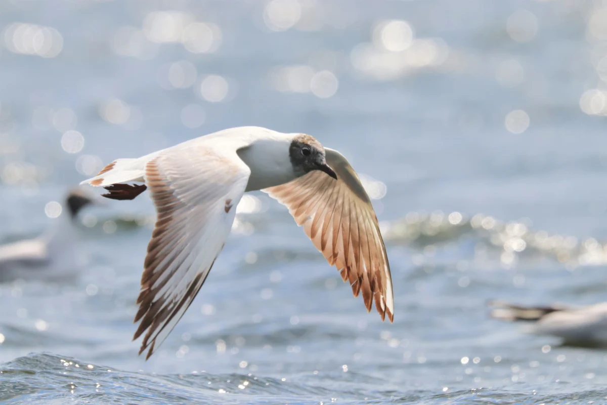 Specjalistyczne badania potwierdziły, że martwa mewa śmieszka znaleziona w pobliżu Jeziora Ukiel w Olsztynie padła z powodu ptasiej grypy - poinformował Urząd Miasta. Służby weterynaryjne wyznaczyły strefę objętą zakażeniem. 
