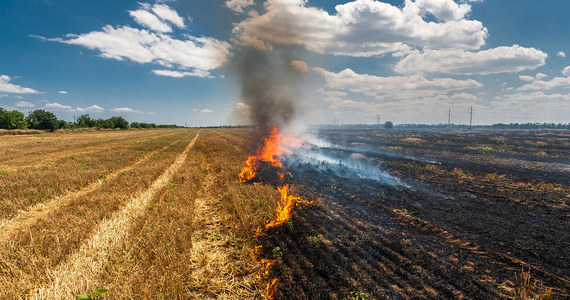 Ponad 120 hektarów pól uprawnych spłonęło dziś w Wielkopolsce. Strażacy mieli naprawdę pracowite popołudnie. Zgłoszenia dotyczyły pożarów zbóż na pniu, czyli jeszcze nie zebranych. 