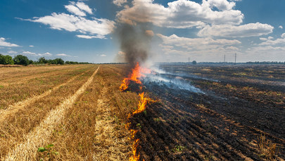 Duże pożary w Wielkopolsce. Spłonęły dziesiątki hektarów zboża