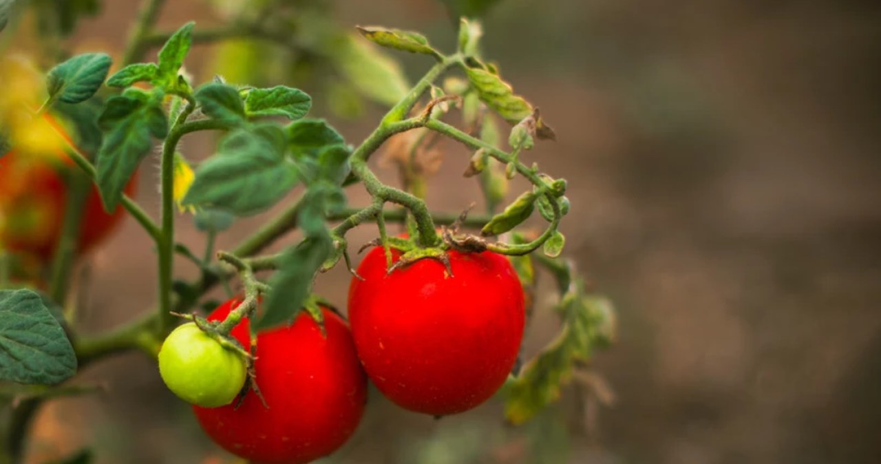 ​Podlewam tym pomidory od wiosny. Latem nie nadążam zbierać owoców
