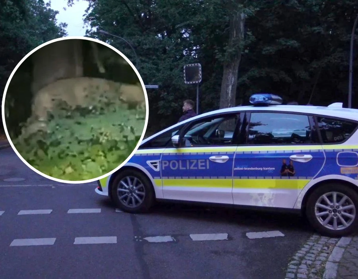Niemiecka policja podejrzewa, że w Berlinie na wolność wydostało dzikie zwierzę z rodziny kotowatych. Z nagrania, które krąży w mediach społecznościowych, wynika, że może chodzić o lwicę. „Nie mamy podstaw wątpić w autentyczność filmu” - mówi „Bildowi” policja. Gazeta dodaje, że drapieżnik zabił już w stolicy Niemiec dzika. Trwa obława.