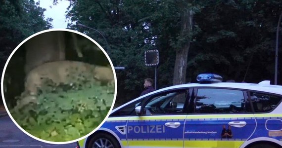 Niemiecka policja podejrzewa, że w Berlinie na wolność wydostało dzikie zwierzę z rodziny kotowatych. Z nagrania, które krąży w mediach społecznościowych, wynika, że może chodzić o lwicę. „Nie mamy podstaw wątpić w autentyczność filmu” - mówi „Bildowi” policja. Gazeta dodaje, że drapieżnik zabił już w stolicy Niemiec dzika. Trwa obława.