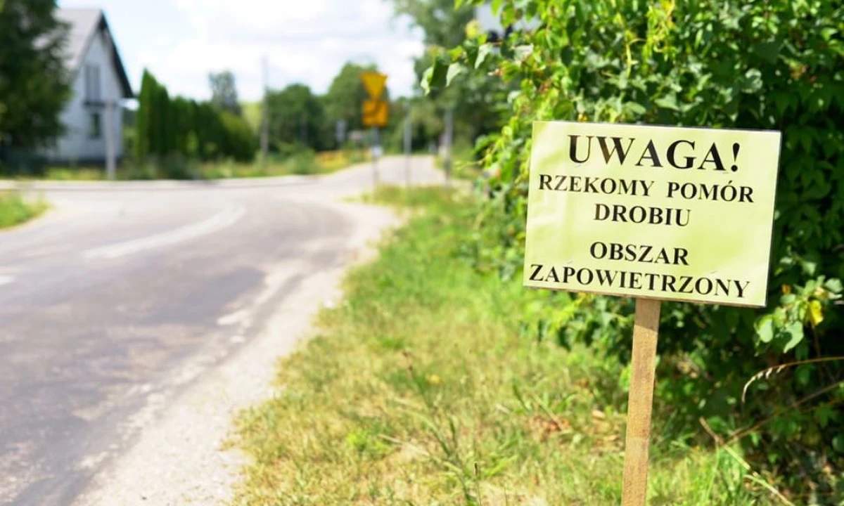 Drugie ognisko choroby nazywanej rzekomym pomorem drobiu pojawiło się w gminie Turośń Kościelna w powiecie białostockim. Jak ustaliła reporterka RMF FM, kolejny przypadek stwierdzono poza strefą zapowietrzoną, czyli ponad 3 kilometry od miejsca, w którym wcześniej zidentyfikowano chore ptaki. Tam trzeba było zlikwidować ponad 16 tysięcy kur. 