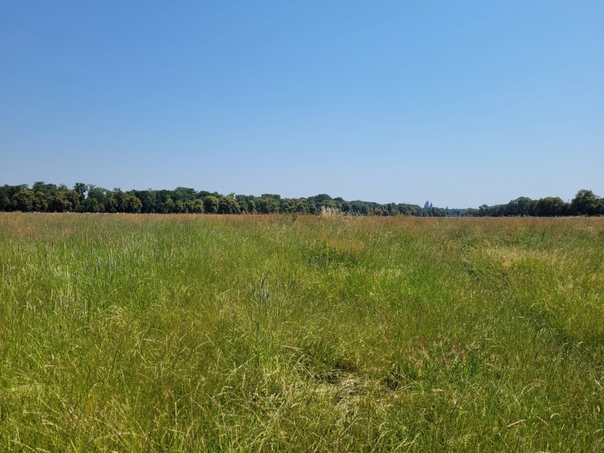 ​Na największej łące zlokalizowanej w centrum miasta, czyli na Błoniach w Krakowie, sianokosy już się rozpoczęły. Trawa została skoszona, teraz będzie przewracana i belowana.