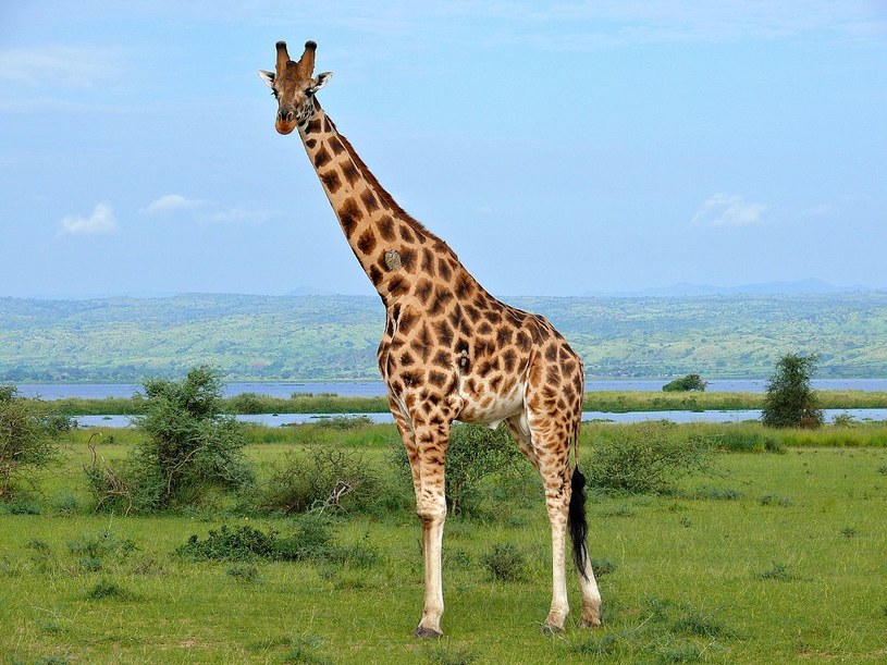 Żyrafa Rośliny i zwierzęta - najważniejsze informacje