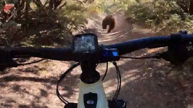 Wydawać by się mogło, że to zwykła crossowa przejażdżka rowerem. Po chwili jednak na nagraniu widzimy uciekającego przed pędzącym rowerzystą niedźwiedzia. To się nie mieści w głowie. Zobaczcie sami!