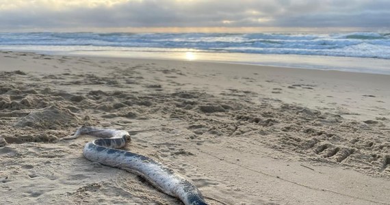 Osoby, które wybrały się we wtorek na spacer po australijskiej plaży Sunshine Beach, przeżyły szok. Na piasku leżał ogromny, jadowity wąż. Zwierzę było w bardzo złym stanie. 