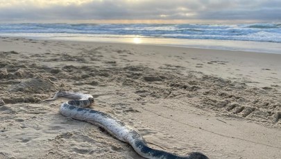 Wielki, jadowity wąż wyrzucony na brzeg. "Co za potwór"