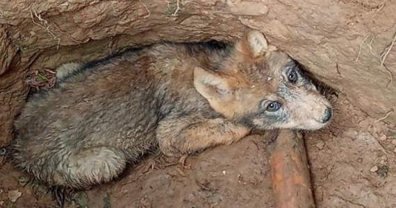 ​Dzieci wypoczywające na Mazurach znalazły uwięzione w głębokim dole szczenię wilka. Dzięki ich natychmiastowej reakcji, wilczek został uwolniony przez leśników i wypuszczony do lasu - poinformowało Nadleśnictwo Korpele.