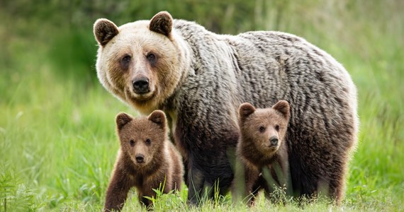 Niedźwiedzica z dwójką małych niedźwiadków zginęła na autostradzie na Słowacji. Prawdopodobnie potrąciła je ciężarówka, ale nikt tego nie zgłosił. Drapieżniki chciały przejść na drugą stronę drogi.