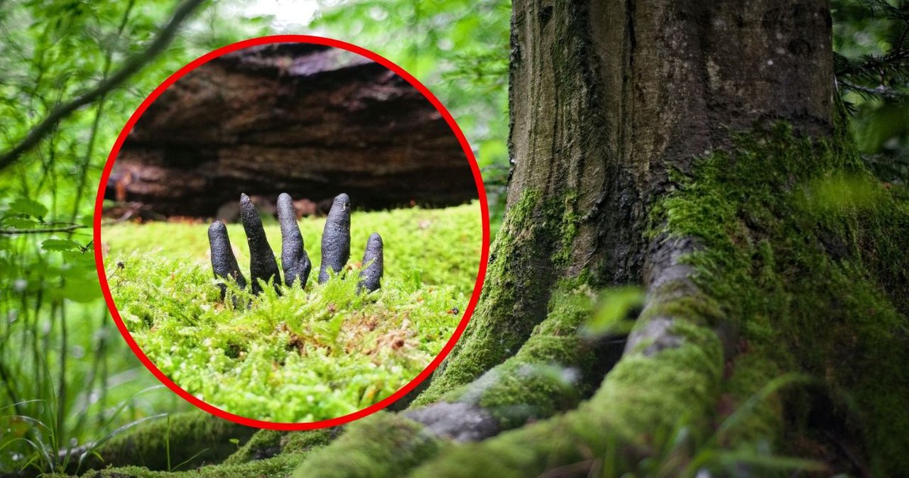 Próchnilec maczugowaty czyli „palce umarlaka”. Grzyb, który przeraża Próchnilec maczugowaty czyli „palce umarlaka”. Grzyb, który przeraża