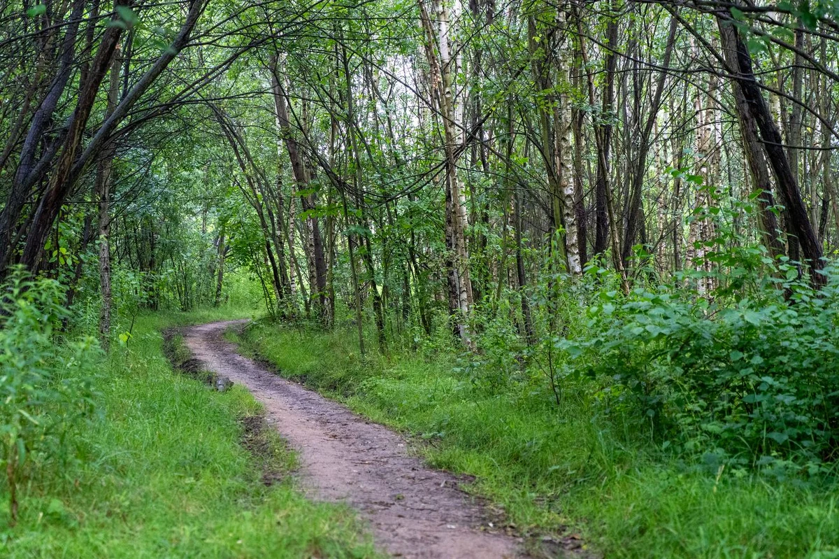 Na wzgórzach Zalesia w Rzeszowie, na terenie należącym do miasta, powstanie park dendrologiczny, w którym mieszkańcy będą mogli odpocząć i poznać cenne przyrodniczo siedliska roślin i drzew.  


