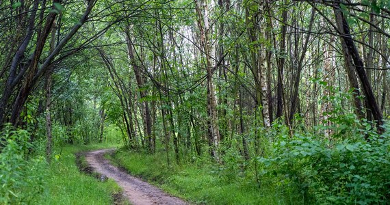 Na wzgórzach Zalesia w Rzeszowie, na terenie należącym do miasta, powstanie park dendrologiczny, w którym mieszkańcy będą mogli odpocząć i poznać cenne przyrodniczo siedliska roślin i drzew.  


