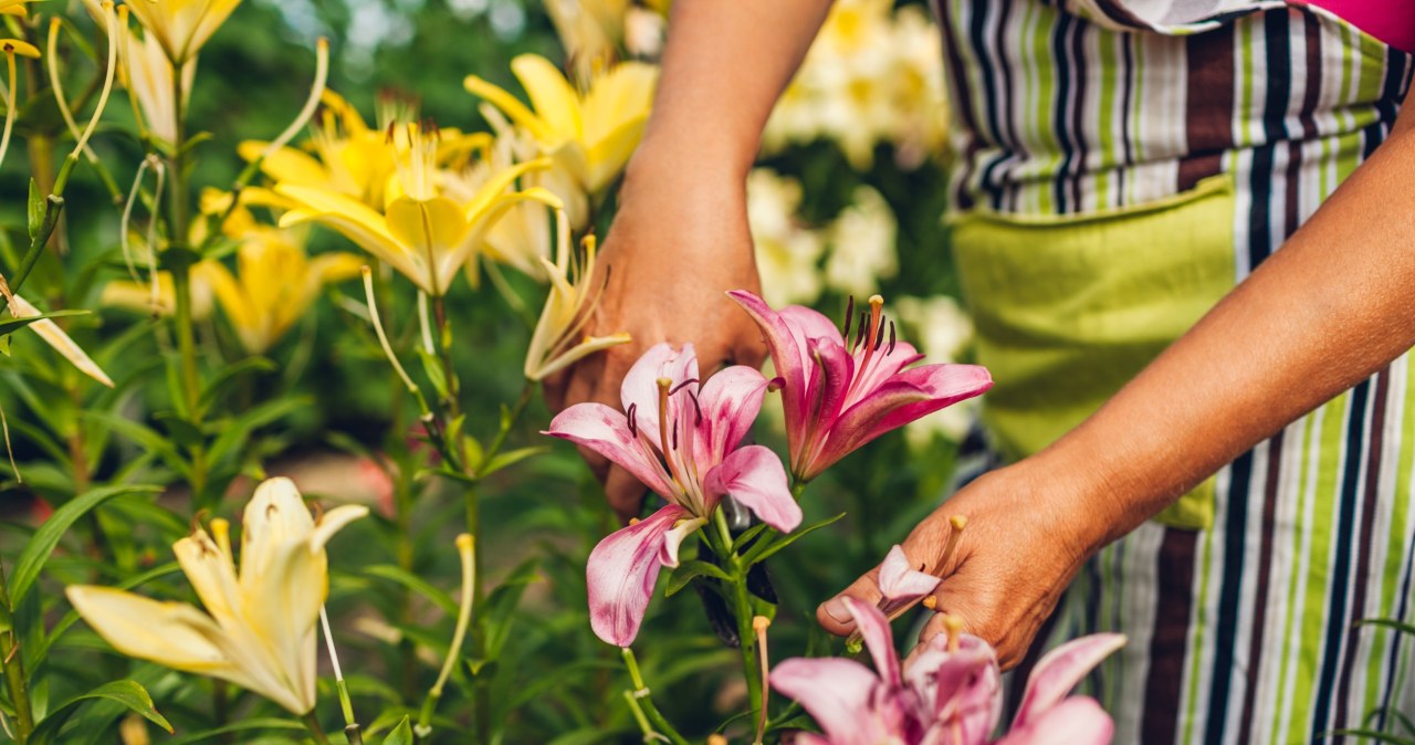 Koniecznie podsyp tym lilie w sierpniu. Będą kwitły dłużej, niż u sąsiadów