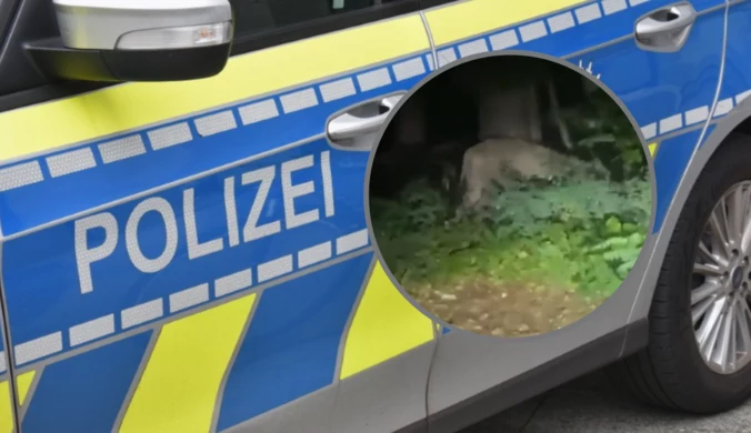 Poszukiwana lwica może być dzikiem. Akcja służb w Berlinie przerwana 