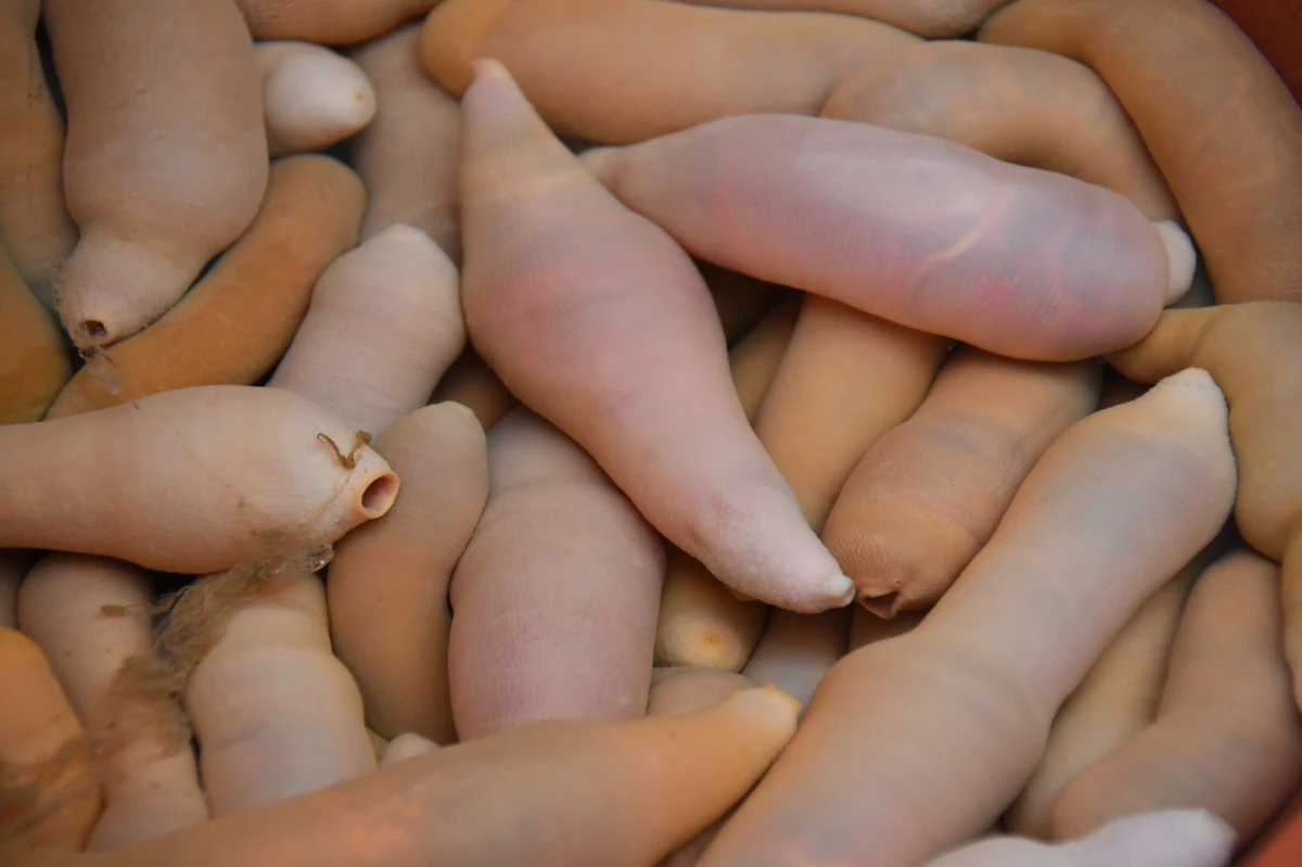 Tysiące dziwnie wyglądających stworzeń wyrzuciła woda na jedną z plaż w Argentynie. Ze względu na swój nietypowy wygląd są nazywane "rybami penisami" ("penis fish"). W rzeczywistości nie są to jednak ryby, a – wyjątkowo duże - robaki.