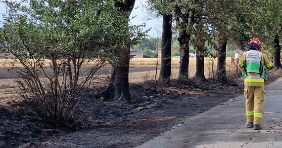 Ponad 460 hektarów pól uprawnych spłonęło w lipcu w Wielkopolsce. To bardzo trudny okres. Najgorszym dniem tego miesiąca była środa (19 lipca). Strażacy odebrali wtedy 36 zgłoszeń o pożarach na terenach rolniczych.