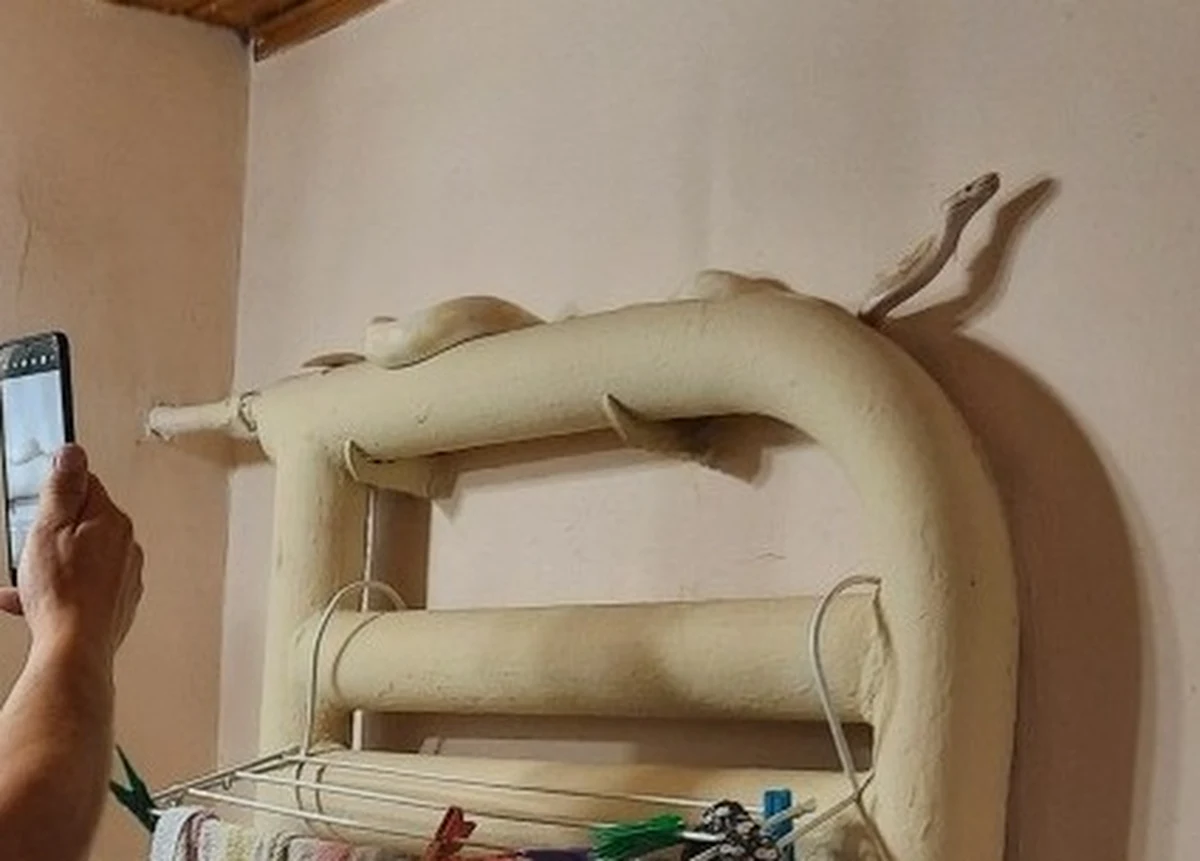 Przerażona mieszkanka Poznania poprosiła o interwencję straż miejską. Kobieta zgłosiła, że w jej łazience jest wąż. Po przyjeździe strażników okazało się, że nie chodzi o zaskrońca, a o pytona królewskiego. Niestety, prawdopodobnie z powodu stresu, zwierzę nie przeżyło.