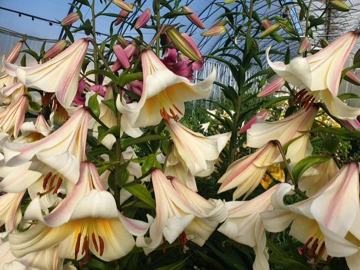 Cebule pięknych lilii ananasowych mogą zastąpić antybiotyk w opatrunku, kwitnące właśnie ponad 3-metrowe lilie-giganty pomagają obniżyć zużycie szkodliwych nawozów, a ozdobne paprocie nadadzą romantyczny charakter ogrodom i parkom miejskim nawet zimą - o roślinach badanych w Szczecinie opowiedział PAP dr hab. Piotr Salachna.