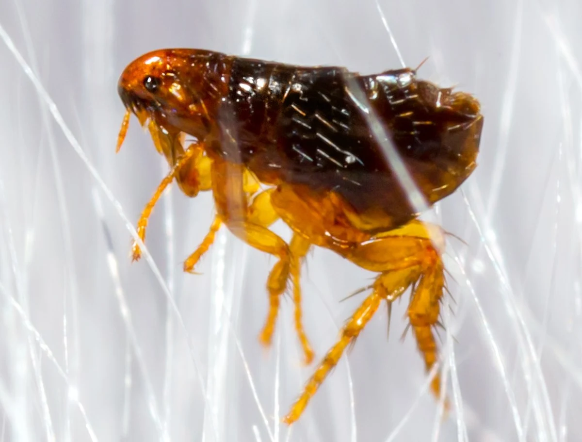 To było jedno ugryzienie pchły, ale dla 35-letniego mężczyzny skończyło się wstrząsem septycznym i tyfusem, a w konsekwencji utratą rąk i części stóp.