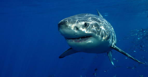 Pływające w Morzu Karaibskim rekiny ostatnio zachowują się dziwnie. Naukowcy przypuszczają, że nieskoordynowane ruchy drapieżników to efekt pożerania przez nie paczek z kokainą wyrzucanych z łodzi przemytników.