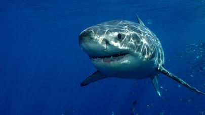 Rekiny uzależnione od kokainy? To wina przemytników