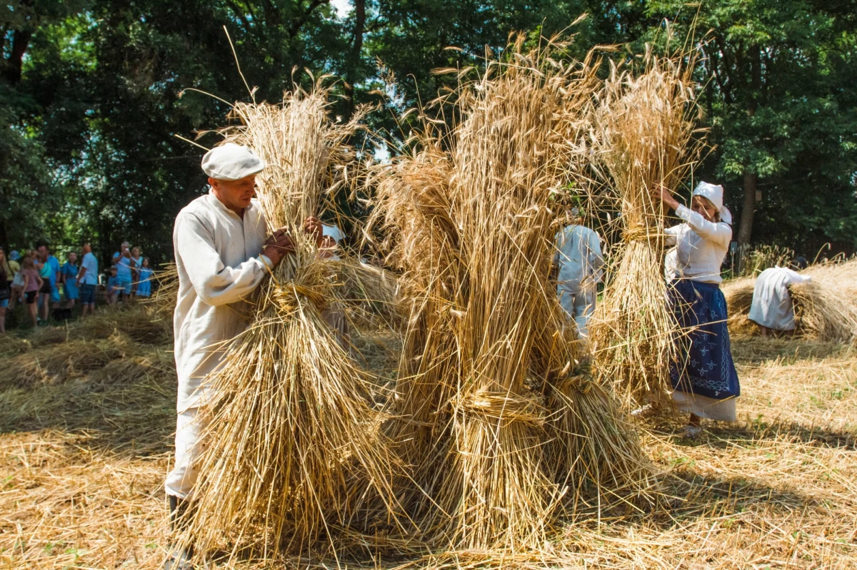 W niedzielę w Muzeum Wsi Lubelskiej odbyło się "żniwowanie". Goście skansenu mogli na własne oczy zobaczyć m.in. jak wyglądało żęcie i koszenie zboża. Można było także wejść do wnętrza wiatraka i wysłuchać opowieści o tym, jak prowadzony był tam przemiał zboża na mąkę. Dodatkowo w stodole z Urzędowa odbędzie się pokaz młocki.