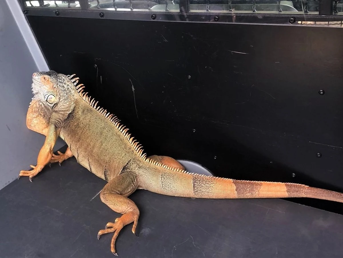 Nietypową interwencję mają za sobą funkcjonariusze oświęcimskiej drogówki. Ujęli legwana, który od kilku był poszukiwany na terenie Brzezinki. Gad najpierw trafił pod opiekę pani lekarz weterynarii, a następnie do swojego właściciela.