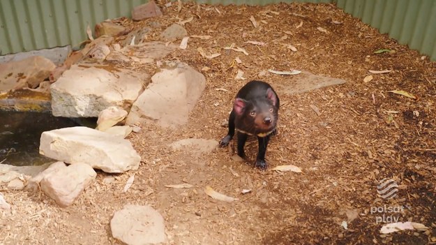 Magda wraz z Agnieszką wybrały się do rezerwatu zwierząt Bonorong, gdzie spotkały kangury, które w Tasmanii nie występują (to jedyne miejsce w całej Australii) oraz najbardziej znanego mieszkańca tej wyspy – diabła tasmańskiego.  Fragment programu ''Polacy za granicą'', emitowany na antenie Polsat Play. Cały program ''Polacy za granicą'' możecie zobaczyćTUTAJ!