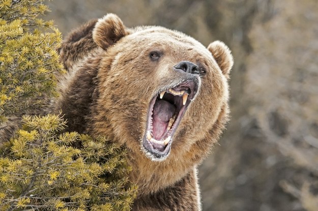 Martwa kobieta znaleziona w Yellowstone. Zaatakował ją grizzly?