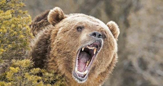Niedaleko jednego ze szlaków w parku Yellowstone w USA strażnicy znaleźli martwą kobietę. W pobliżu ciała zauważono ślady niedźwiedzia grizzly. 