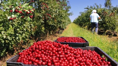 Rolnicy z Mazowsza: Brakuje pracowników sezonowych