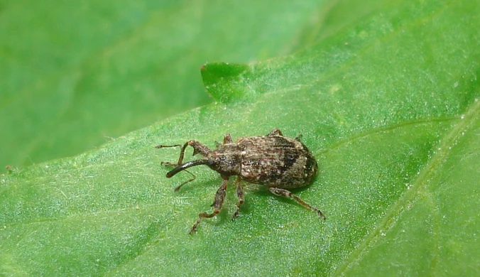 Plaga larw paraliżuje zbiory. Rozpaczliwy apel sadowników