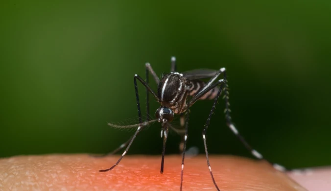 Jak skutecznie pozbyć się komarów? Ten zapach jest dla nich nie do zniesienia