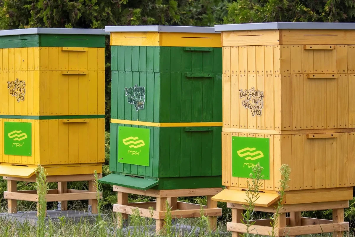 Trzy ule stanęły na terenie zajezdni Franowo. Pszczoły już się zadamawiają, a postawienie pasiek stanowi wkład poznańskiego MPK w ochronę środowiska i ratowanie tych pożytecznych owadów.