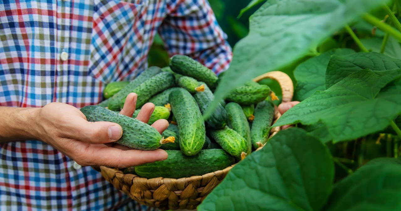 Zmieszaj te składniki kuchenne i podlej ogórki. Będziesz zbierać warzywa koszami