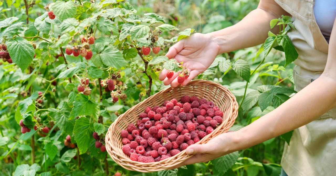 Krzewy będą uginać się od malin. Już niedługo przeprowadź ten zabieg w ogródku